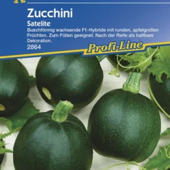 Zucchini Satelite F1 | Zucchinisamen Von Kiepenkerl -Angebote Pflanzen Glanz Store 3503 Zucchini Satelite F1