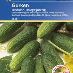 Einlegegurke Excelsior F1 | Einlegegurkensamen Von Kiepenkerl