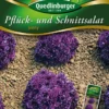 Pflücksalat Jenny | Pflücksalatsamen Von Quedlinburger