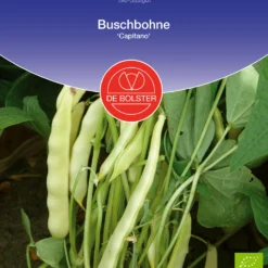 Buschbohne Capitano | BIO Buschbohnensamen Von De Bolster