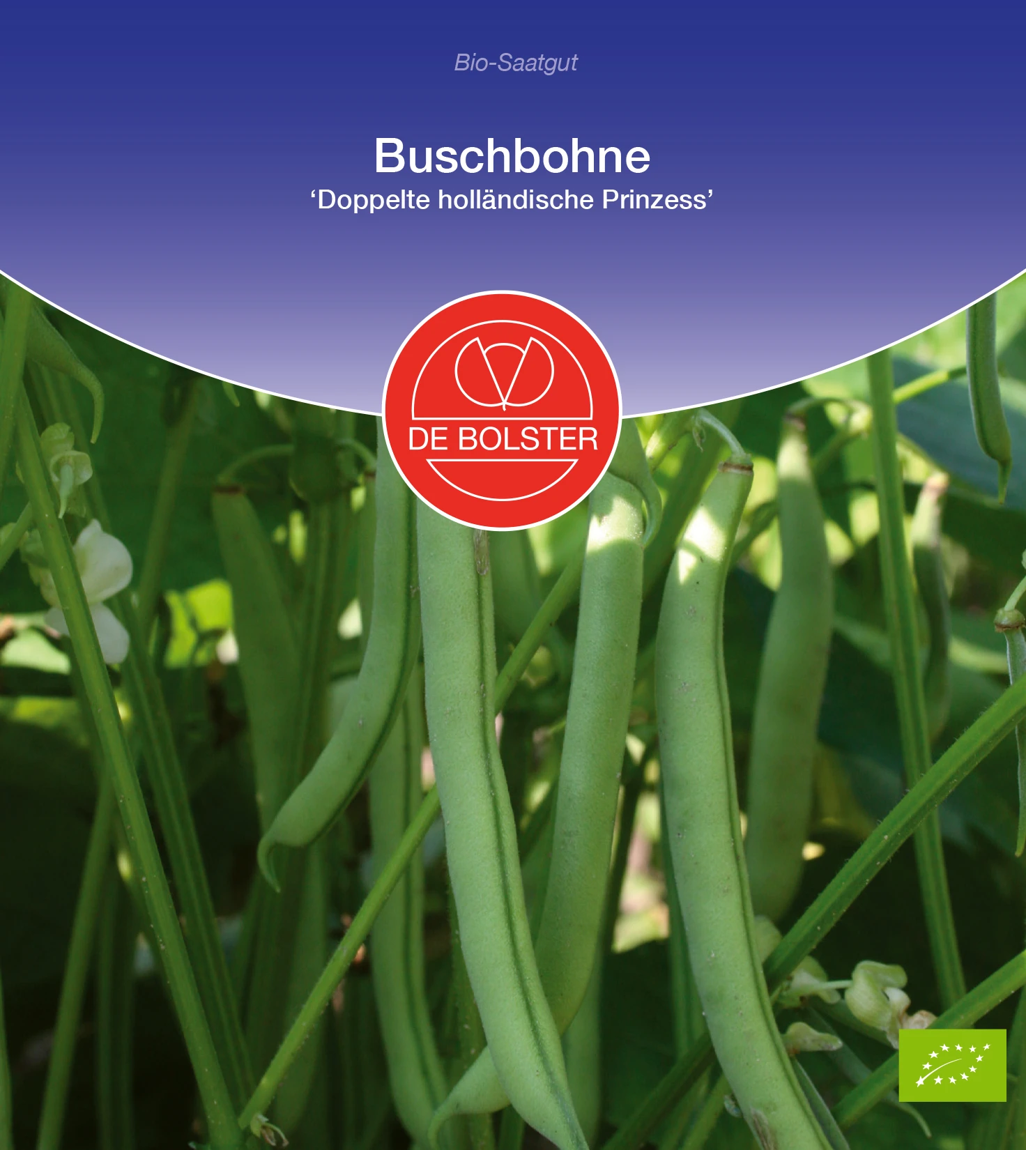 Buschbohne Doppelte Holländische Prinzess | BIO Buschbohnensamen Von De Bolster 1 Buschbohne Doppelte Holländische Prinzess | BIO Buschbohnensamen Von De Bolster