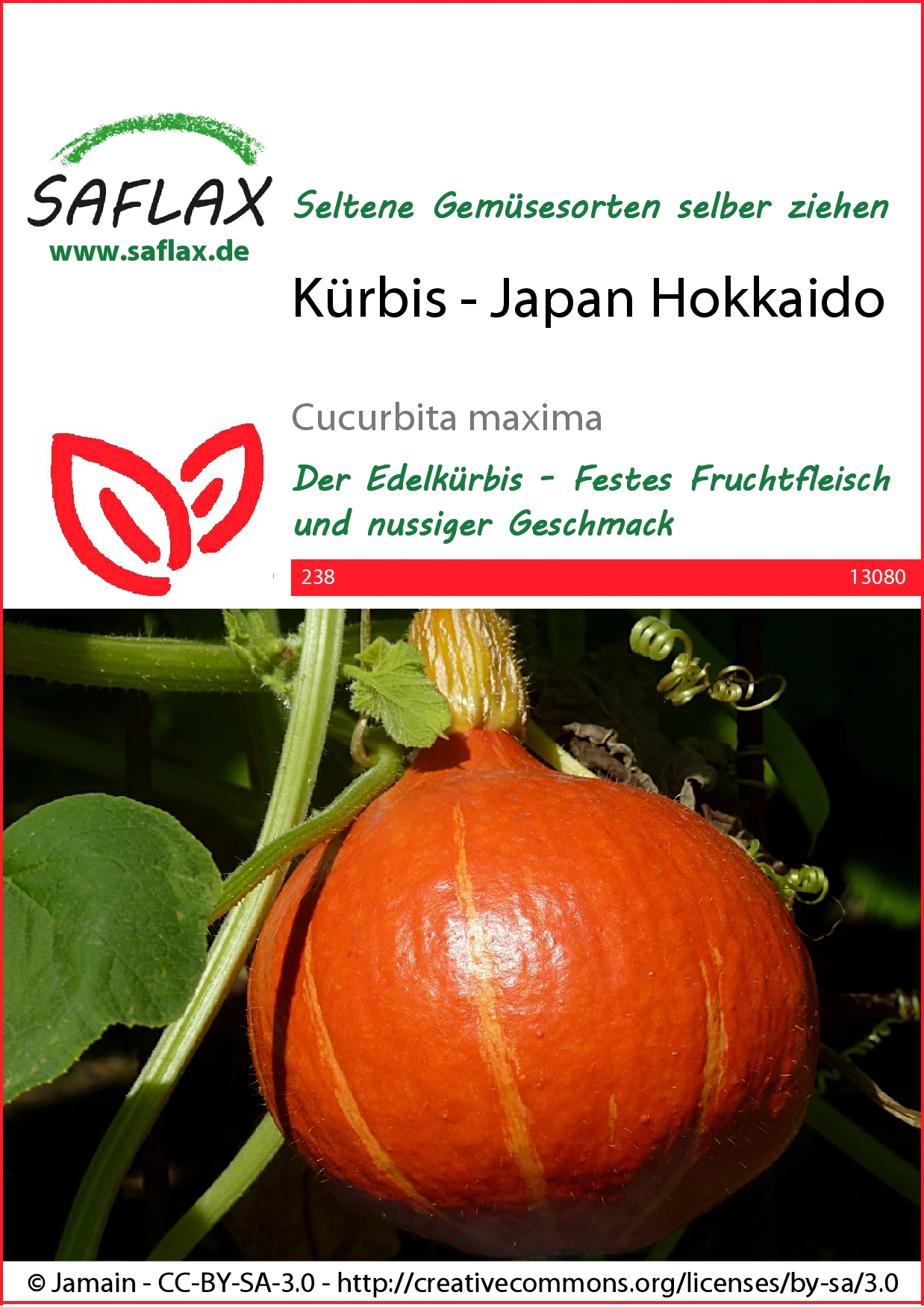 Kürbis Japan Hokkaido | Hokkaidokürbissamen Von Saflax 2 Kürbis Japan Hokkaido | Hokkaidokürbissamen Von Saflax – Bild 2