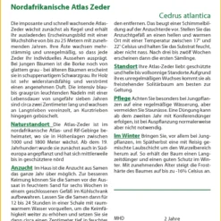 Nordafrikanische Atlas Zeder | Bonsaisamen Von Saflax