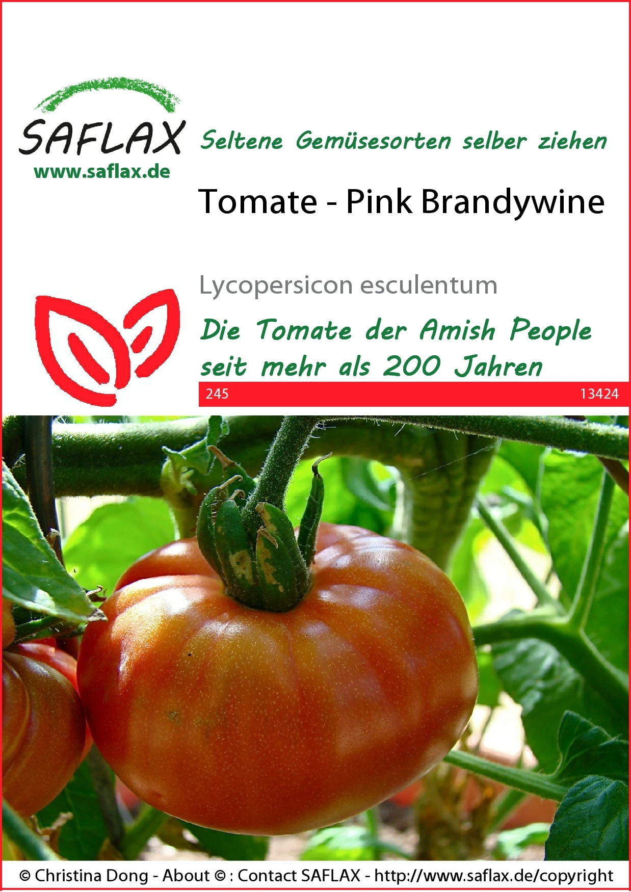 Tomate Pink Brandywine | Tomatensamen Von Saflax 2 Tomate Pink Brandywine | Tomatensamen Von Saflax – Bild 2