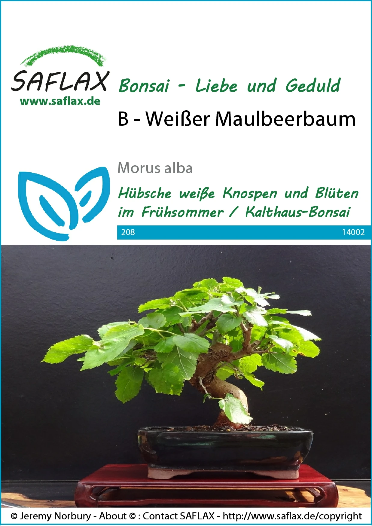 Weißer Maulbeerbaum | Bonsaisamen Von Saflax 1 Weißer Maulbeerbaum | Bonsaisamen Von Saflax
