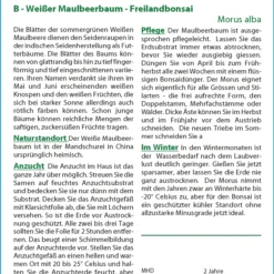 Angebote Pflanzen Glanz Store -Angebote Pflanzen Glanz Store 535621 Weisser Maulbeerbaum 14002 sa 1