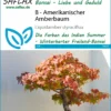 Amerikanischer Amberbaum (Bonsai) | Bonsaissamen Von Saflax
