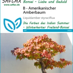 Amerikanischer Amberbaum (Bonsai) | Bonsaissamen Von Saflax