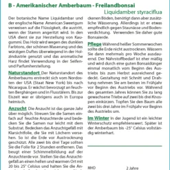 Angebote Pflanzen Glanz Store -Angebote Pflanzen Glanz Store 535622 Amerikanischer Amberbaum 14005 sa 1