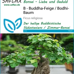 Angebote Pflanzen Glanz Store -Angebote Pflanzen Glanz Store 535625 Buddha Feige Bodhi Baum 14221 sa 0