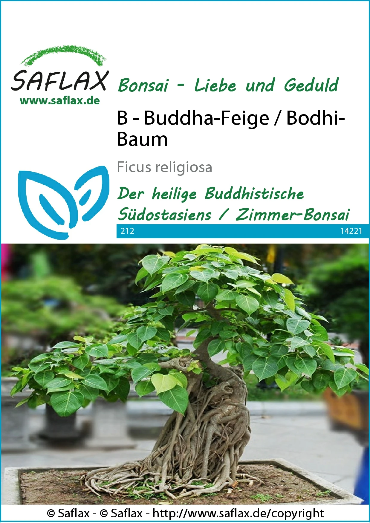 Buddha-Feige (Bodhi-Baum) | Bonsaisamen Von Saflax 2 Buddha-Feige (Bodhi-Baum) | Bonsaisamen Von Saflax – Bild 2