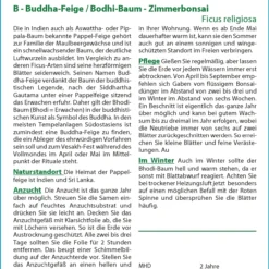 Buddha-Feige (Bodhi-Baum) | Bonsaisamen Von Saflax