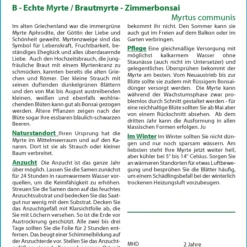 Echte Myrte | Bonsaisamen Von Saflax