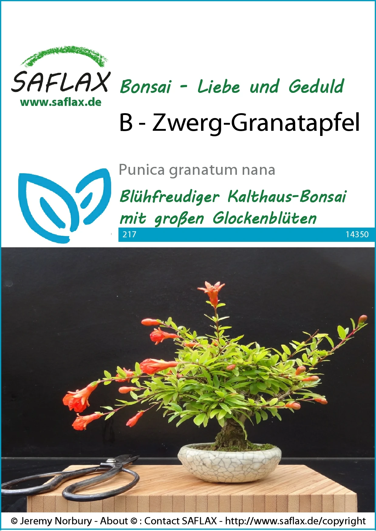 Zwerg-Granatapfel | Bonsaisamen Von Saflax 2 Zwerg-Granatapfel | Bonsaisamen Von Saflax – Bild 2