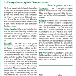 Zwerg-Granatapfel | Bonsaisamen Von Saflax