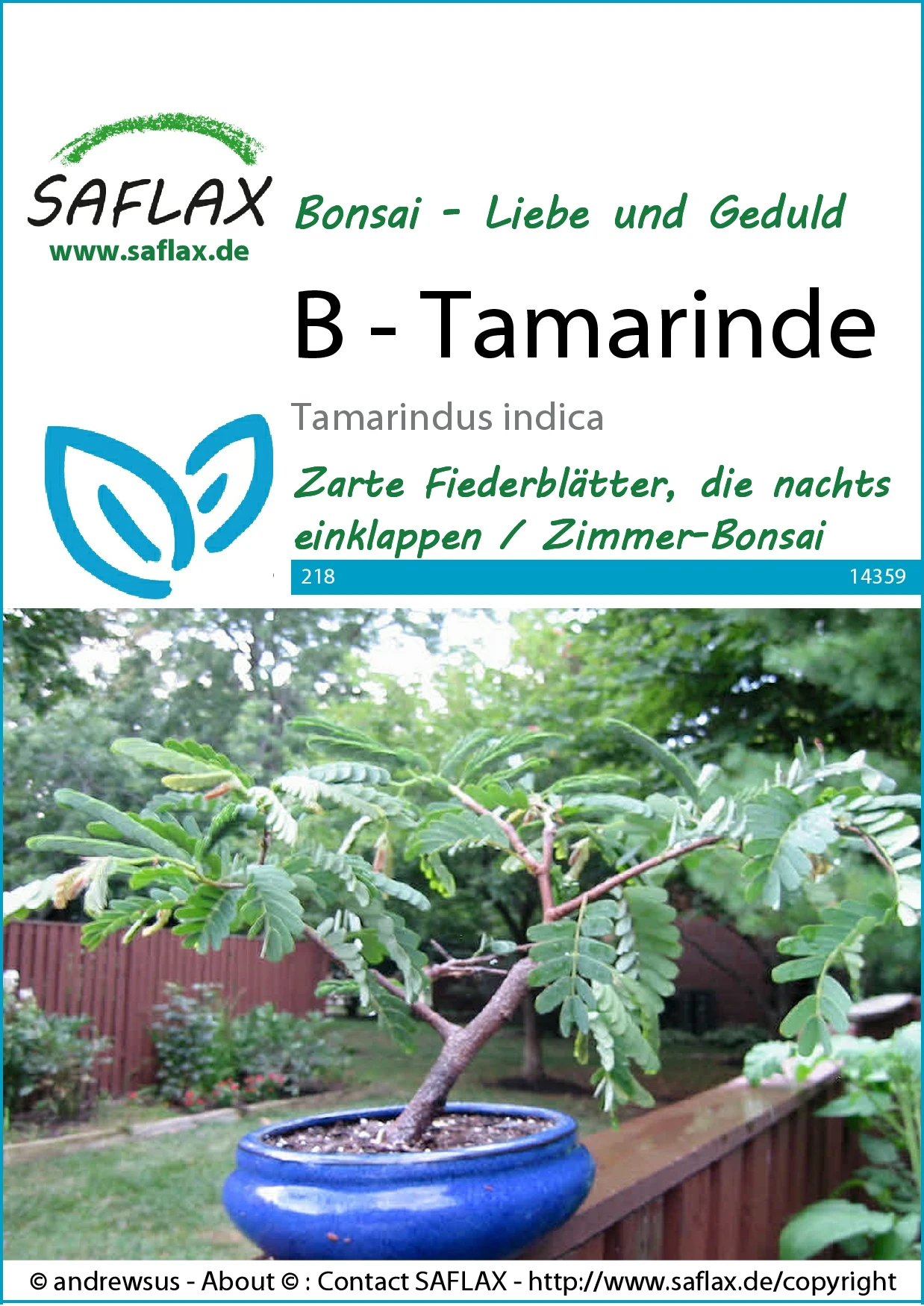 Tamarinde | Bonsaisamen Von Saflax 1 Tamarinde | Bonsaisamen Von Saflax