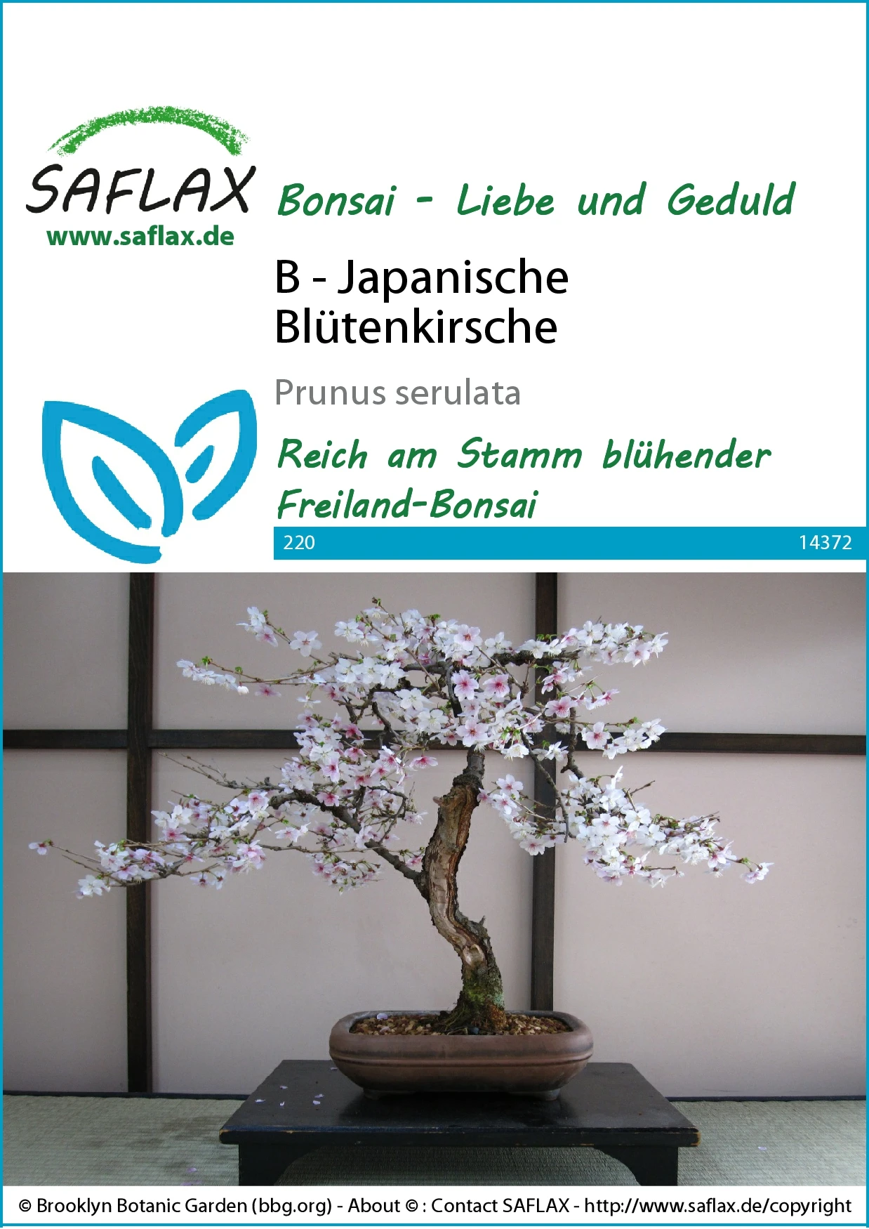 Japanische Blütenkirsche | Bonsaisamen Von Saflax 2 Japanische Blütenkirsche | Bonsaisamen Von Saflax – Bild 2