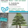 Australische Strandkiefer | Bonsaissamen Von Saflax