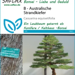 Australische Strandkiefer | Bonsaissamen Von Saflax