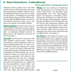 Roter Fächerahorn | Bonsaisamen Von Saflax