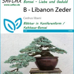 Libanon Zeder | Bonsaisamen Von Saflax