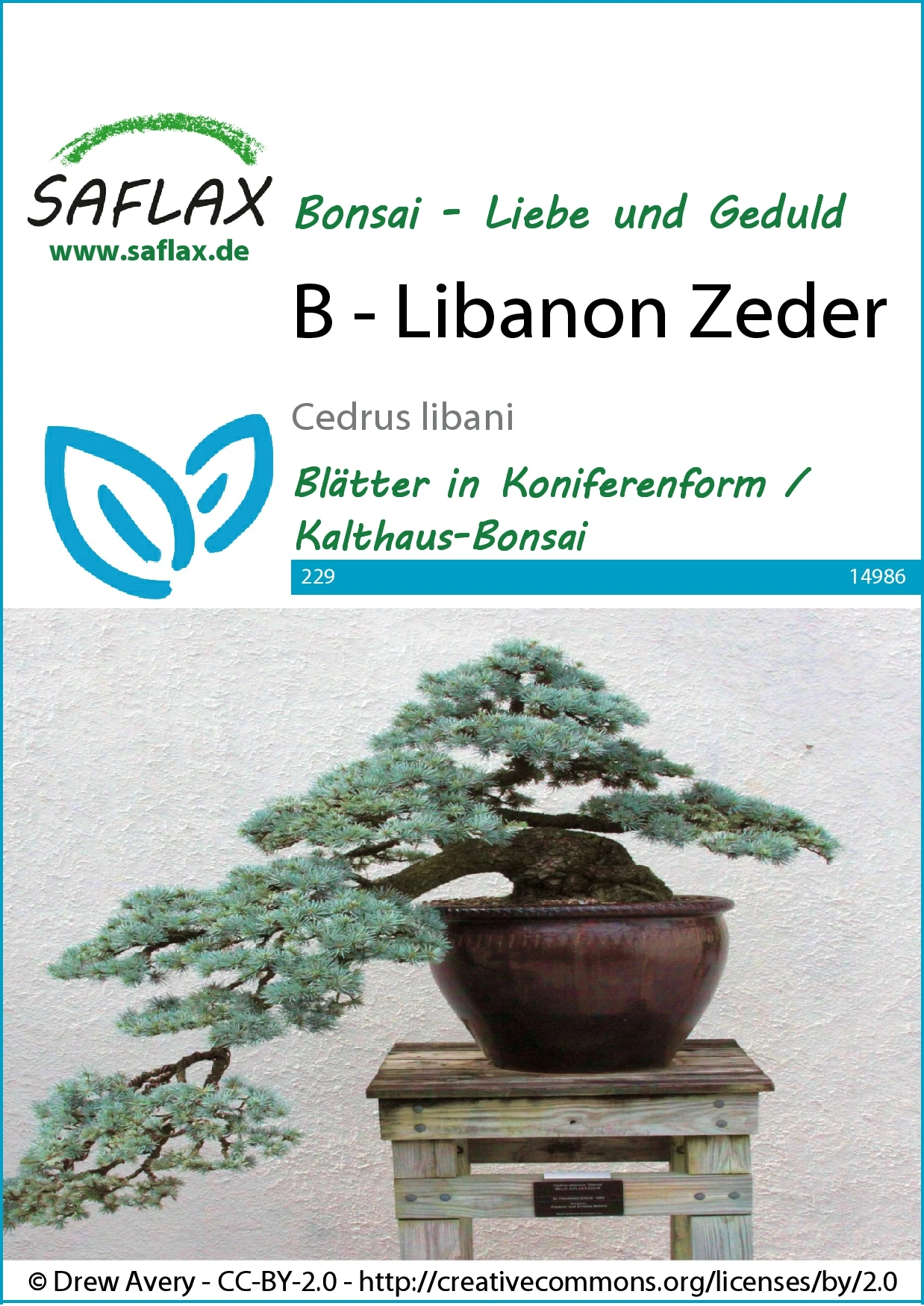 Libanon Zeder | Bonsaisamen Von Saflax 1 Libanon Zeder | Bonsaisamen Von Saflax