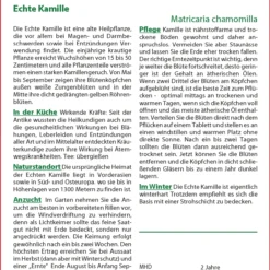 Echte Kamille | Kamillesamen Von Saflax