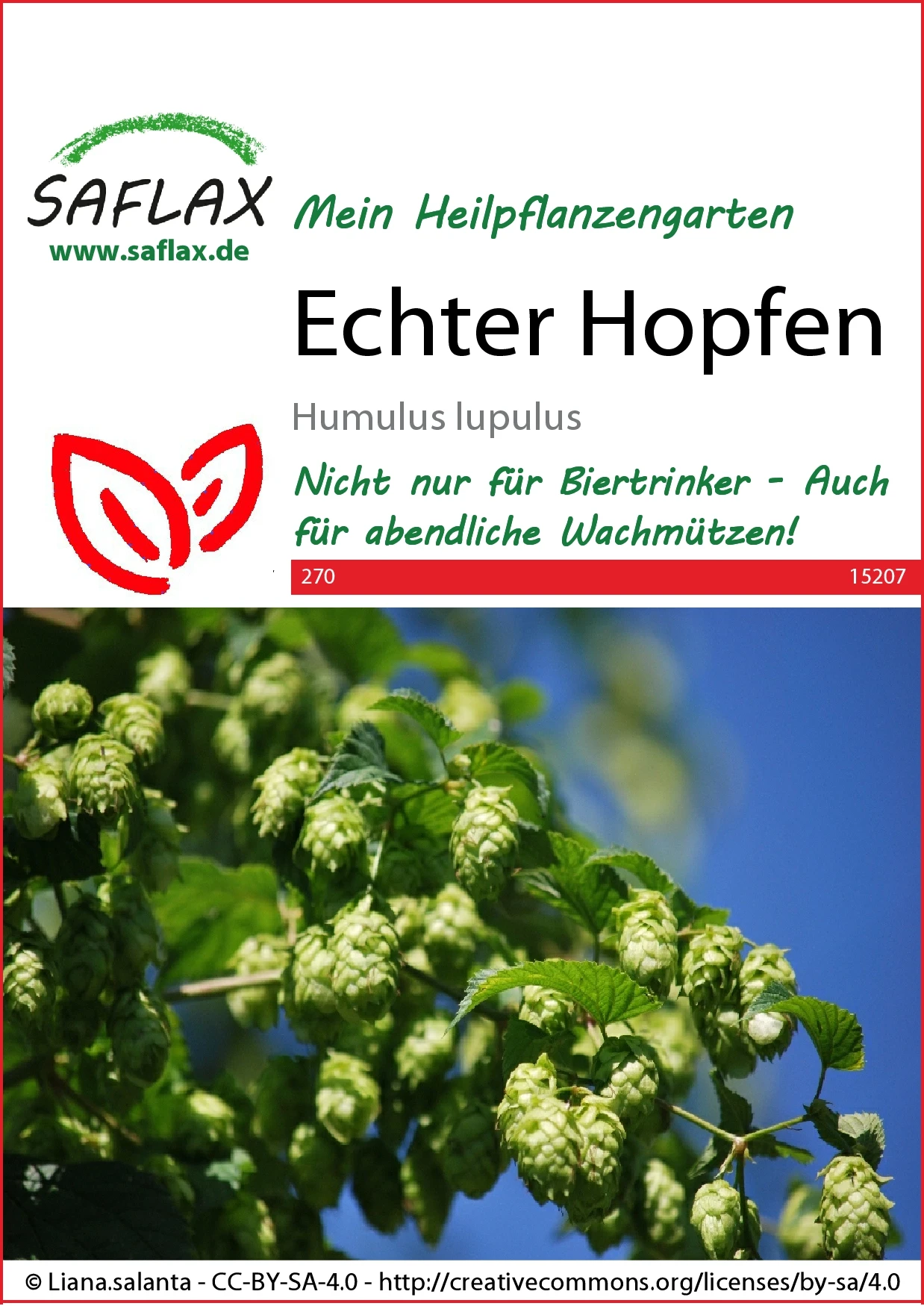 Echter Hopfen | Heilpflanzensamen Von Saflax 1 Echter Hopfen | Heilpflanzensamen Von Saflax