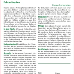 Angebote Pflanzen Glanz Store -Angebote Pflanzen Glanz Store 535655 Echter Hopfen 15207 sa 1