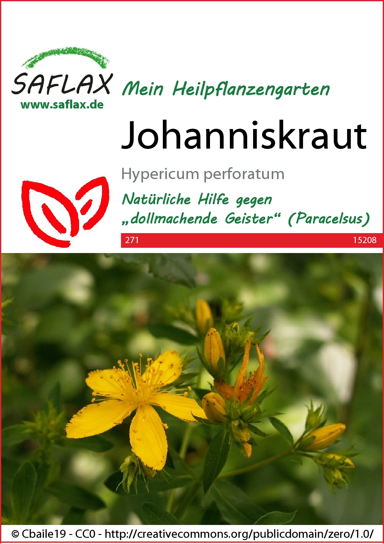 Johanniskraut | Johanniskrautsamen Von Saflax 2 Johanniskraut | Johanniskrautsamen Von Saflax – Bild 2