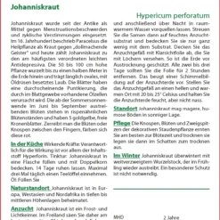 Johanniskraut | Johanniskrautsamen Von Saflax