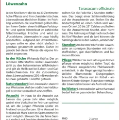 Löwenzahn | Löwenzahnsamen Von Saflax 3 Löwenzahn | Löwenzahnsamen Von Saflax -Angebote Pflanzen Glanz Store 535658 Loewenzahn 15210 sa 1