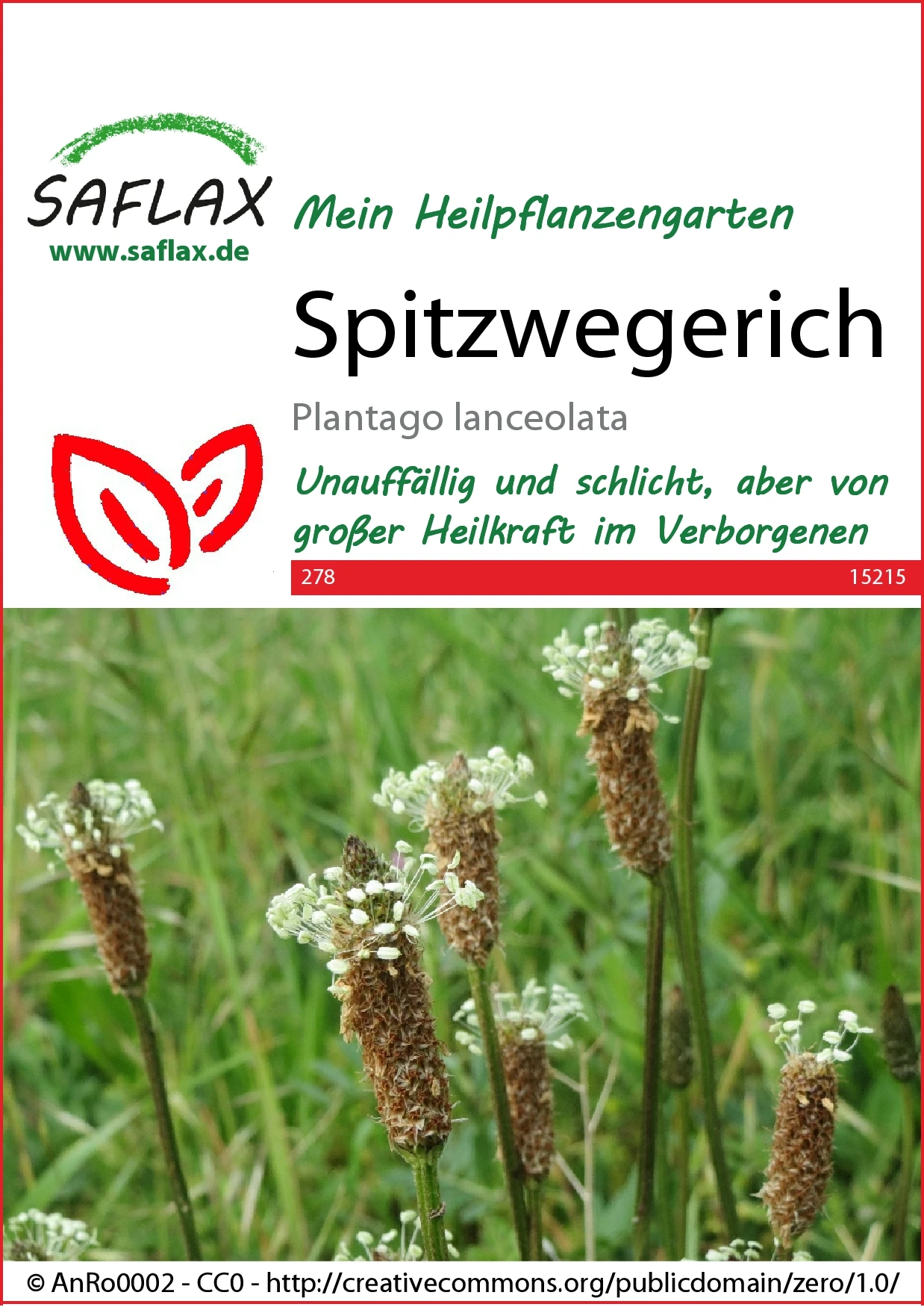 Spitzwegerich | Heilpflanzensamen Von Saflax 2 Spitzwegerich | Heilpflanzensamen Von Saflax – Bild 2