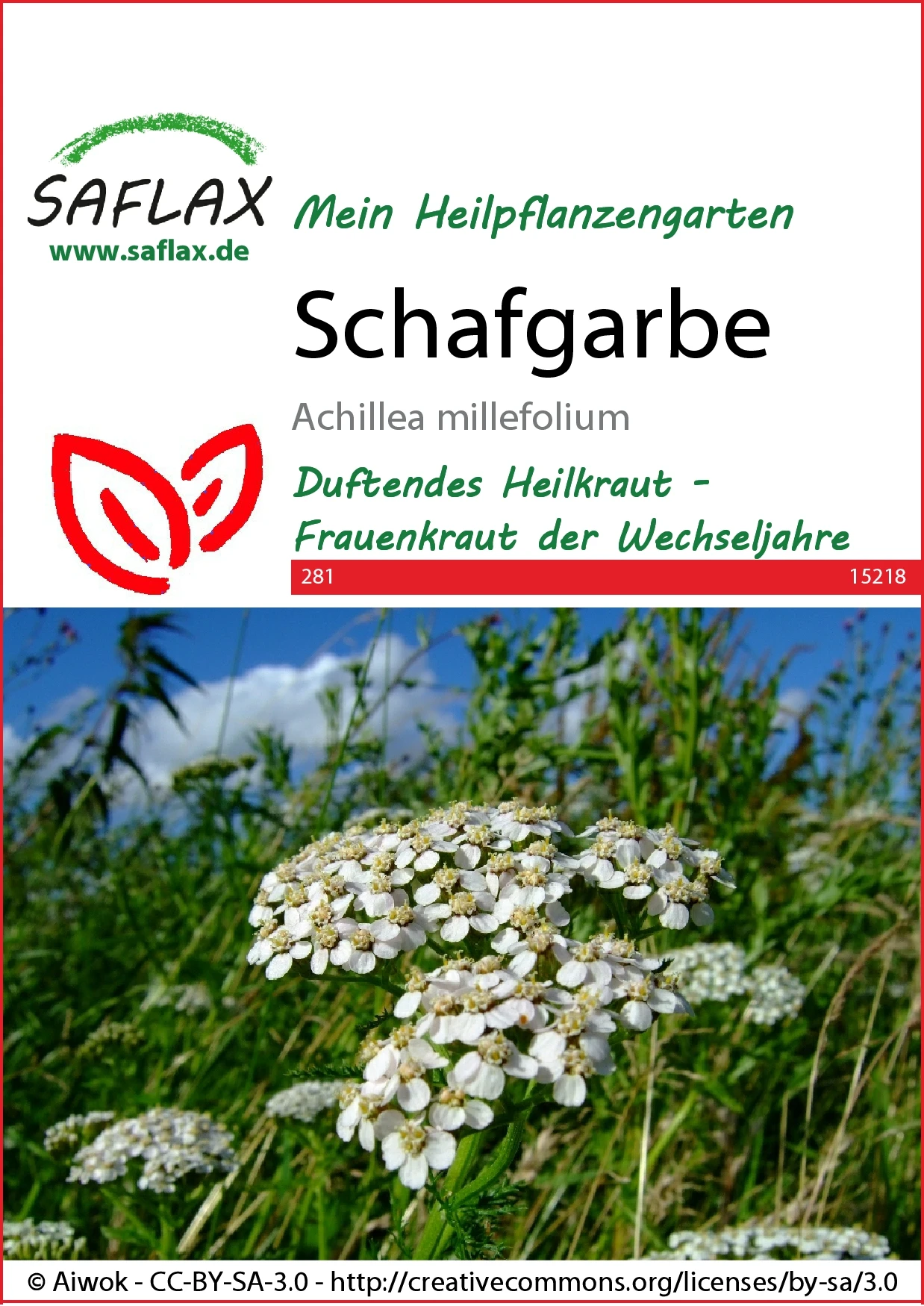 Schafgarbe | Blumensamen Von Saflax 2 Schafgarbe | Blumensamen Von Saflax – Bild 2