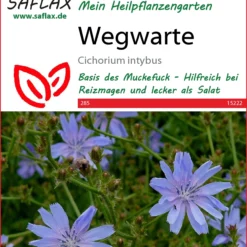 Wegwarte | Heilpflanzensamen Von Saflax
