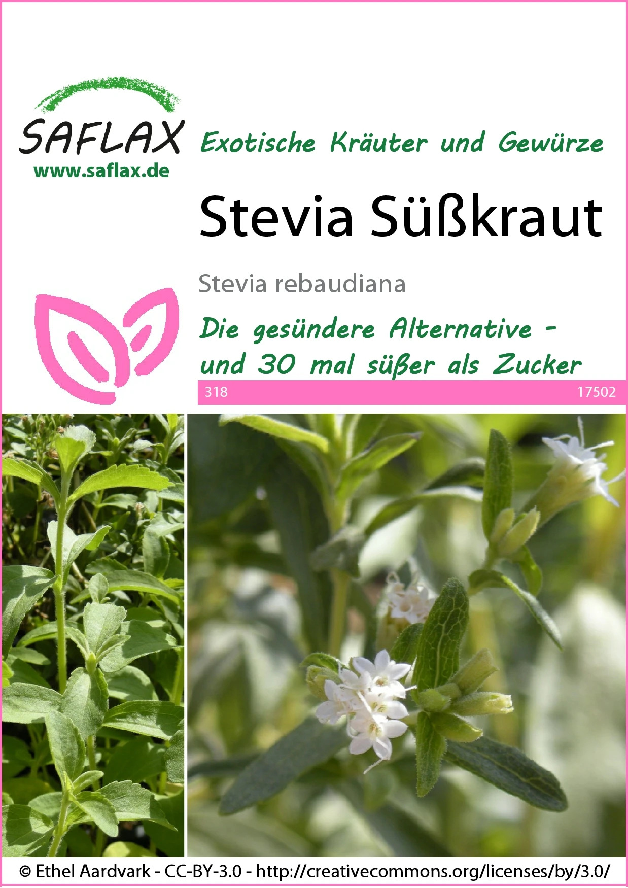 Süßkraut Stevia | Steviasamen Von Saflax 2 Süßkraut Stevia | Steviasamen Von Saflax – Bild 2