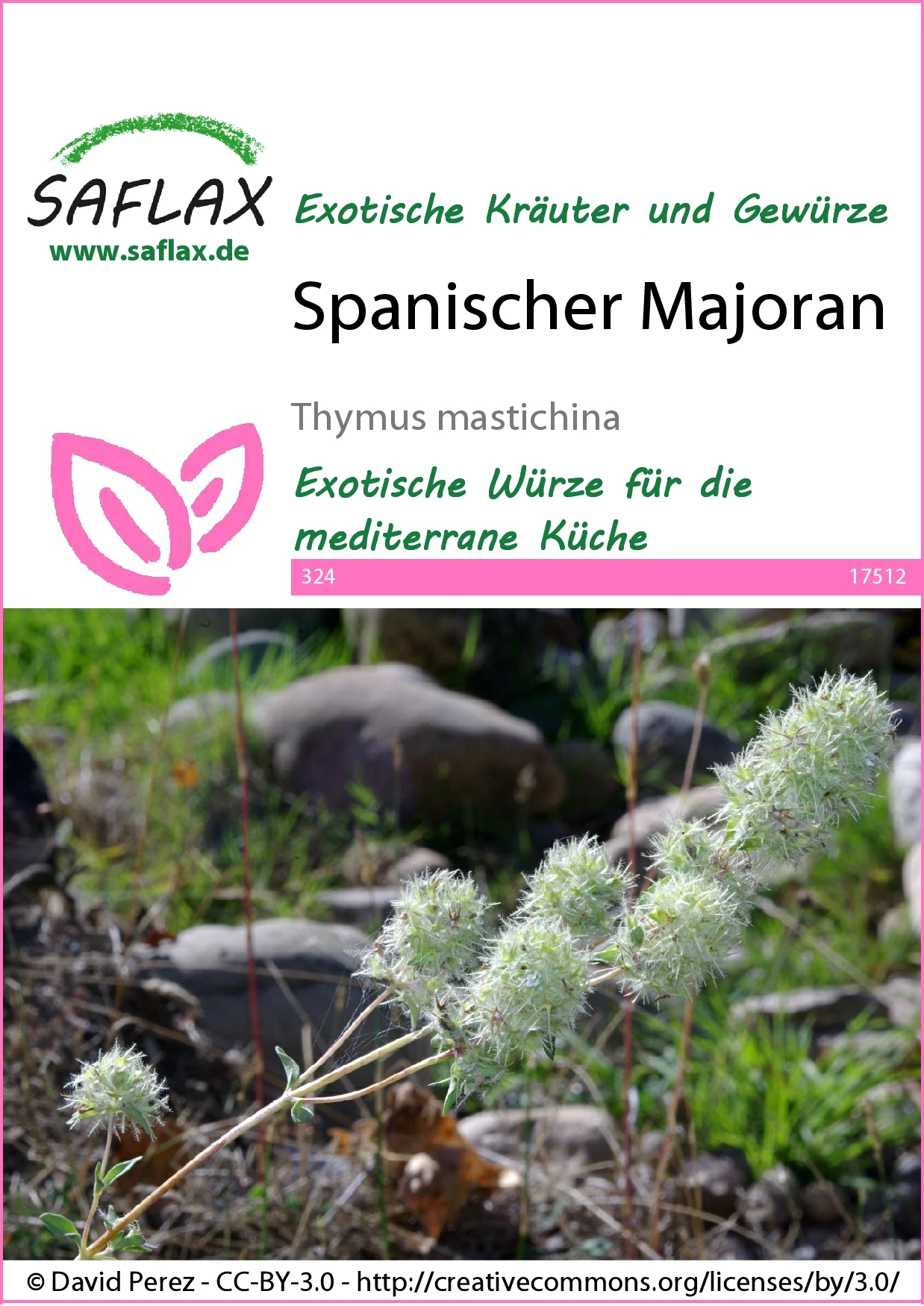 Spanischer Majoran | Majoransamen Von Saflax 2 Spanischer Majoran | Majoransamen Von Saflax – Bild 2