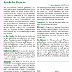 Spanischer Majoran | Majoransamen Von Saflax