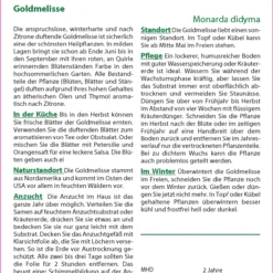 Angebote Pflanzen Glanz Store -Angebote Pflanzen Glanz Store 535685 Goldmelisse 17516 sa 1