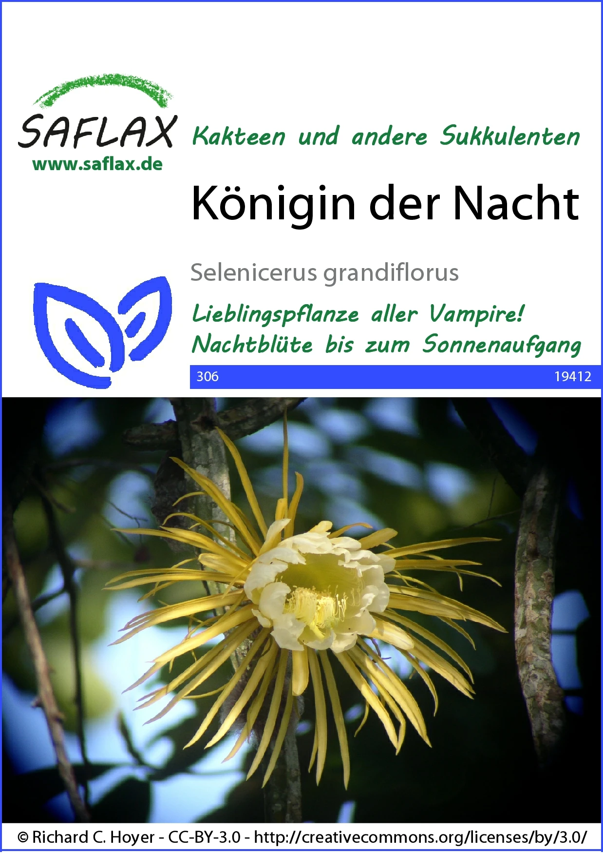 Kaktus Königin Der Nacht | Kaktussamen Von Saflax 1 Kaktus Königin Der Nacht | Kaktussamen Von Saflax