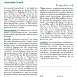 Lebender Granit | Kaktussamen Von Saflax