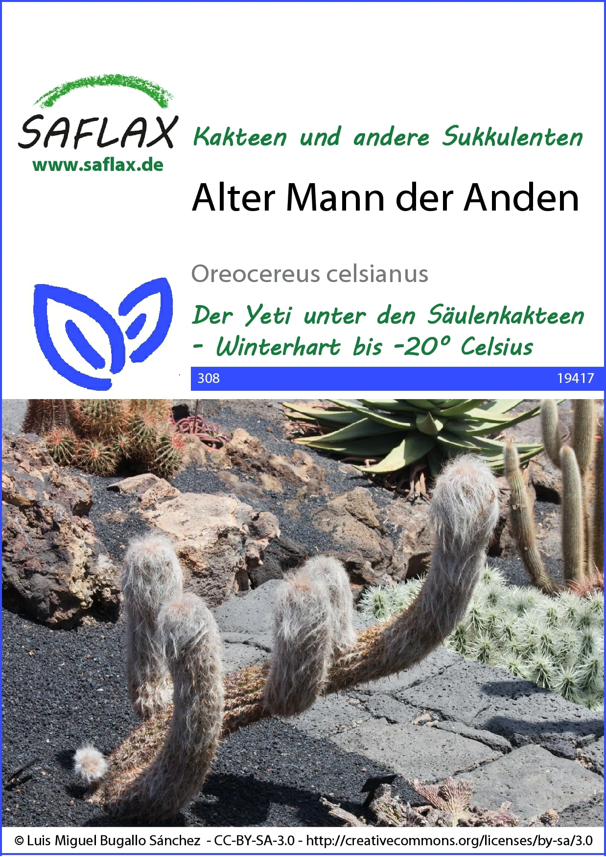 Säulenkaktus Alter Mann Der Anden | Kaktussamen Von Saflax 2 Säulenkaktus Alter Mann Der Anden | Kaktussamen Von Saflax – Bild 2