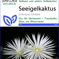 Seeigelkaktus | Kaktussamen Von Saflax
