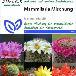 Kaktus Mammilaria Mischung | Kaktussamen Von Saflax