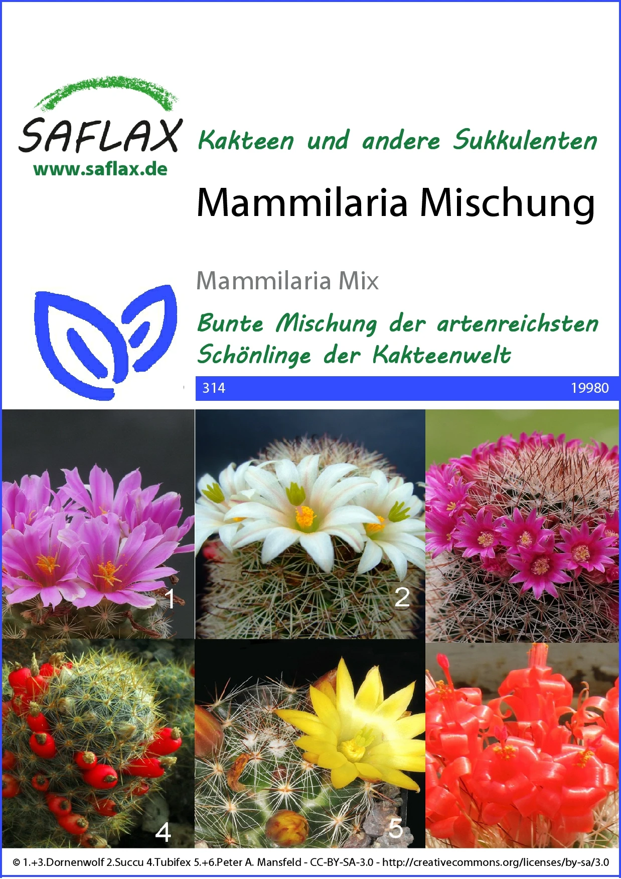 Kaktus Mammilaria Mischung | Kaktussamen Von Saflax 1 Kaktus Mammilaria Mischung | Kaktussamen Von Saflax