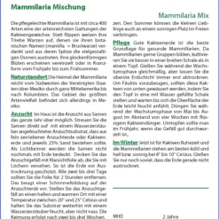 Angebote Pflanzen Glanz Store -Angebote Pflanzen Glanz Store 535716 Kaktus Mammilaria Mischung 19980 sa 1