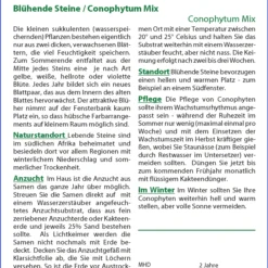 Angebote Pflanzen Glanz Store -Angebote Pflanzen Glanz Store 535717 Bluehende Steine Conophytum Mix 19981 sa 1