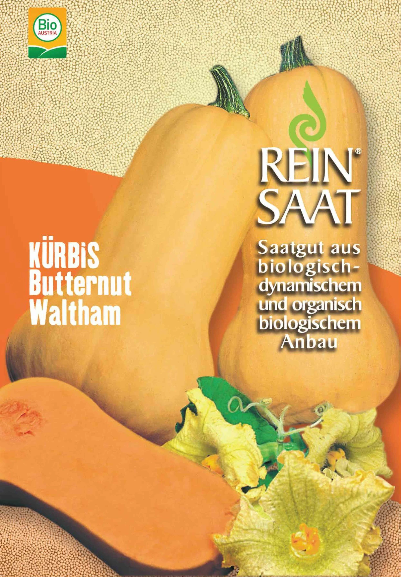 Kürbis Butternut Waltham | BIO Butternutkürbissamen Von Reinsaat 1 Kürbis Butternut Waltham | BIO Butternutkürbissamen Von Reinsaat