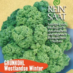Grünkohl Westlandse Winter | BIO Grünkohlsamen Von Reinsaat