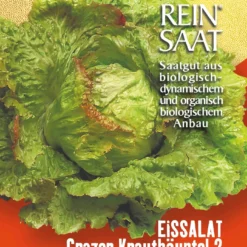 Eissalat Grazer Krauthäuptel 2 | BIO Eissalatsamen Von Reinsaat